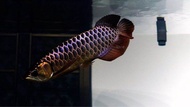 MGBB Arowana Power Blue