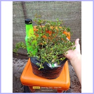 ☎ ❀  ️ Bucida  Garden Decorations