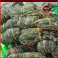 Promo Lobster Murah Air Laut @1Kg Best Seller