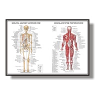 NEE Skeletal Muscular System Anatomy Poster Muscle Anatomy Chart Human Anatomy Chart Education for H
