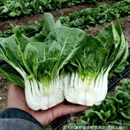 Snow White Short-Footed Milk Cabbage Seeds Four Seasons Cabbage Cream Cabbage Balcony Vegetables Fou