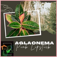 ◎ ▥ Aglaonema Pink Lipstick Live Plants