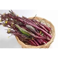 1 Tung Red Kale Seeds