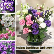 Malaysia 300pcs Assorted Colours Eustoma Grandiflorum Seeds for Sale Potted Eustoma Lisianthus Flowe