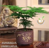 [Best Buy] ASPARAGUS Umbellatus Live Plant for indoor/ Pokok Hiasan Hidup Asparagus Mini Bonsai sesuai untuk Pejabat dan Rumah