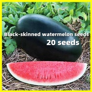 Black Diamond Watermelon Seeds เมล็ดพันธุ์แตงโม หวานมาก - อัตรางอกสูง 20 เมล็ด แตงโมตอปิโด เมล็ดพันธุ์ High Yield Black Watermelon Fruit Seeds for Planting Sugar Baby Melon Plants Vegetable Seeds F1 เมล็ดพันธุ์ผัก เมล็ดพันธุ์ แตงโมตอปิโด เมล็ดพันธุ์ผลไม้