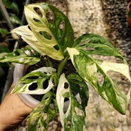 Tanaman Hias Monstera Janbol Variegata