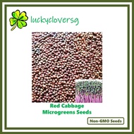 Red Cabbage Microgreens / Microgreen Seeds