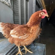 Induk Remaj Ayam Layer Petelur Indukan ISA Brown Dewasa Lohman Bandung