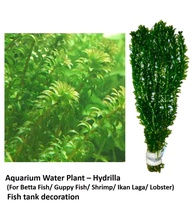 HYDRILLA RUMPAI AIR untuk Ikan Laga, Guppy, Lobster dan Akuarium Air Tawar / 1 IKAT (15 pokok )......