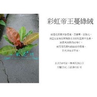 心栽花坊-彩虹帝王蔓綠絨/6吋/小品/觀葉植物/室內植物/售價200特價180