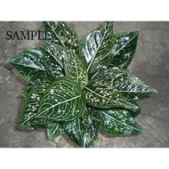 [Indoor Plant] Aglaonema Siti Nurhaliza Tom Pride LS Group