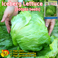 100% Original Salad Iceberg Lettuce Seeds for Sale (Fresh 500pcs Seeds) F1 Iceberg Lettuce Vegetable