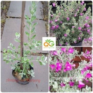amingrow- 🌺Anak pokok Texas Sage/texas silverleaf (Leucophyllum frutescens)🌺