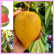 Local Fruit Seeds Bayabas, Chico , Pasion Fruit, Santol,  Marang, Guyabano, Rambutan,  Atis, Duhat