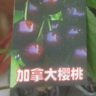 【售】加拿大櫻桃-嫁接苗/請先來電洽詢