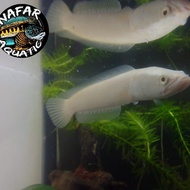 IKAN CHANNA ARGUS ALBINO
