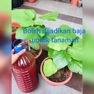 PSB Photosynthetic Bacteria, baja pokok, baja tanaman, utk jernih air akuarium, utk lobster air tawar, ikan hiasan