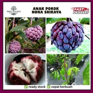 Pokok Nona Serikaya | Pokok nona cepat berbuah