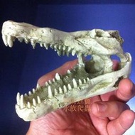 小 恐龍 化石 頭骨頭 造景 躲藏 繁殖 慈鯛 短鯛 爬蟲 蜥蜴 守宮 屋 蛇 陸龜 水族 箱 魚缸 兩棲 鱷