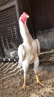 Ayam Shamo Jantan Putih