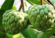 ANAK POKOK BUAH NONA‘ KAMPUNG’ BESAR DAN SEDAP / High Productive Anak Pokok Buah Nona Kampung(Custar