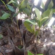 3 guava leaf plants, medicinal plants