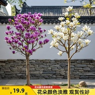 （Spot Goods）Magnolia Tree Seedlings with Buds Purple Magnolia Dwarf Potted Plant Four Seasons Flower