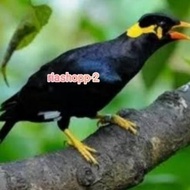 BURUNG BEO MEDAN DEWASA BAWEL VOER TOTAL AMAN PINTAR