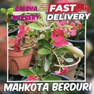 Pokok Bunga Hiasan Mahkota Berduri