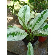 seeds Aglaonema Silver Bay Live Plants for Indoor/Outdoor 50J2