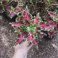 tanaman hias miana pink premium - coleus