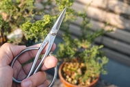 日本製手工盆栽修剪工具 迷你/小品盆栽專用不鏽鋼剪定鋏 剪刀