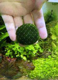 綠絲絨【青島水族】臺灣 天然水草 陰性水草 石頭 樹根 沉木 1入