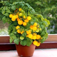 Cherry Tomato Venus Dwarf Sweet 25 Seeds Small Space Perfect Kids Friendly Easy Grow
