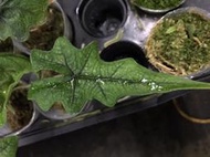 【芃程蘭舍】傑克林觀音蓮 Alocasia jacklin 1.7吋盆