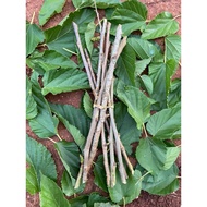 Combo 9 (girls) or 7 (boys) mulberry branches support sleep, help sleep well