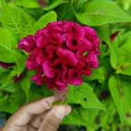 Benih Bunga Balung Ayam / Cockscomb