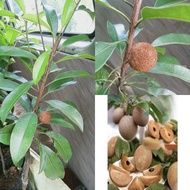 Pokok Ciku Subang/Pokok Ciku Biasa Hybrid Thai