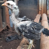 Anak Ayam Pamangon ( Pama x Mangon) Original