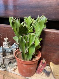 玉麒麟 多肉。仙人掌 ，種植多年， 多肉植物。仙人掌。開花實際拍攝，三吋盆 可超商運 出貨