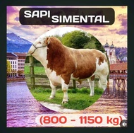 Sapi Simental - HEWAN QURBAN