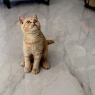 kucing bsh red