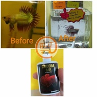 Groom Me produk untuk groom ikan laga / Betta fish