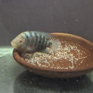 ikan louhan betina female