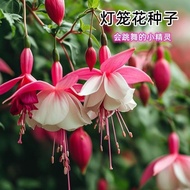 Upside Down Golden Bell Lantern Flower Seed Hanging Clock Begonia Indoor Potted Plant Vanilla Plant 