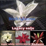 Promo!!! paket 4 bonggol aglonema Lagacy salju-Super white-Suksom jaipong-Red sumatra