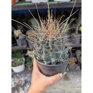 Hook Fero Medium Pots & Planters