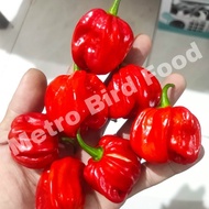 SSBBenih / Biji cabai Scotch Bonnet. cabe Terpedas