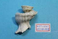 superlin30 a157-0301 瑪娃花仙螺 (47.5*40*35 mm)